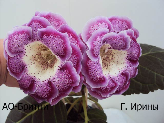 АО-Бритни, цветы крупный план, февраль 2014.JPG