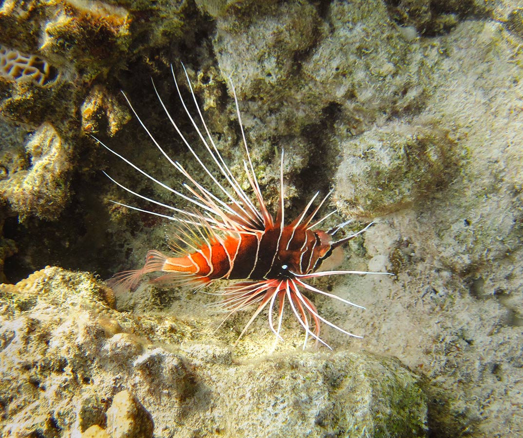 --Pterois-radiata.jpg