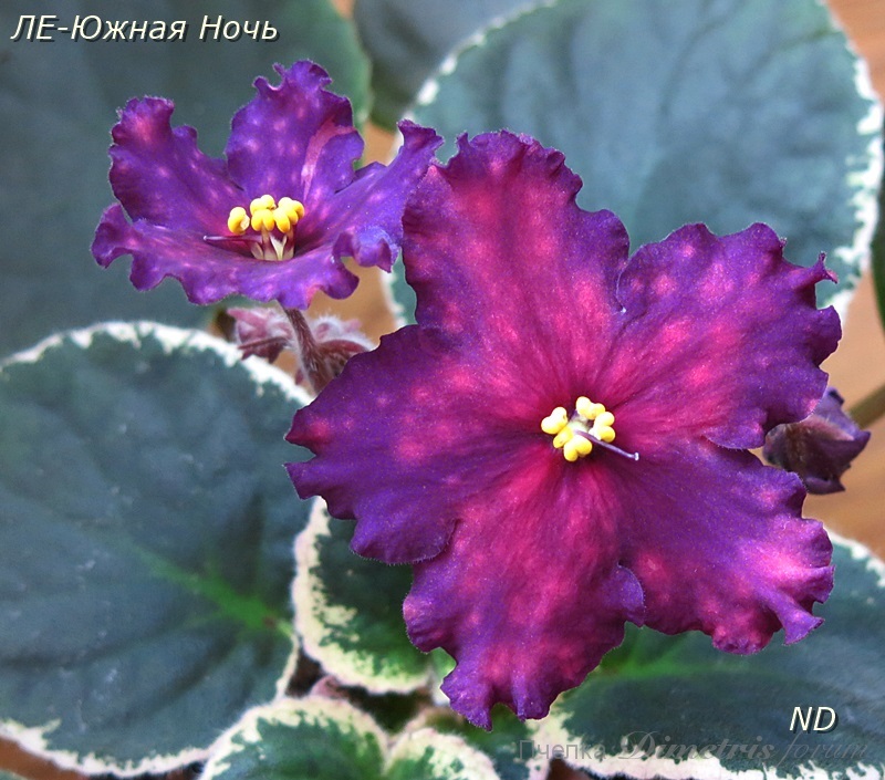 ЛЕ-Южная Ночь4.JPG