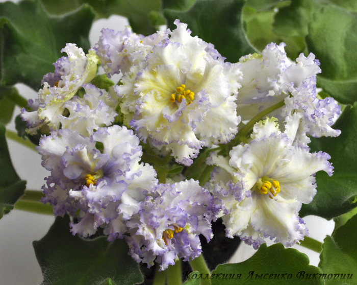 ЕК-Солнечный Мальчик.JPG