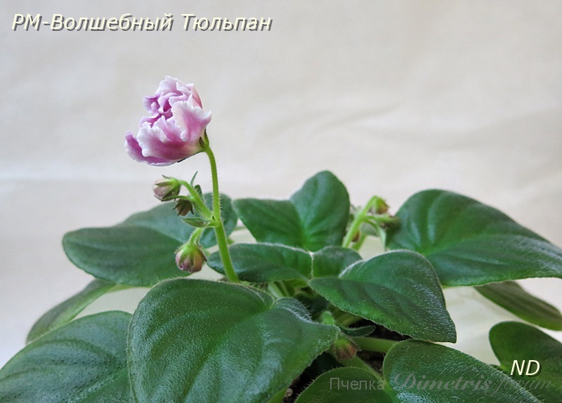 РМ-Волшебный Тюльпан.JPG