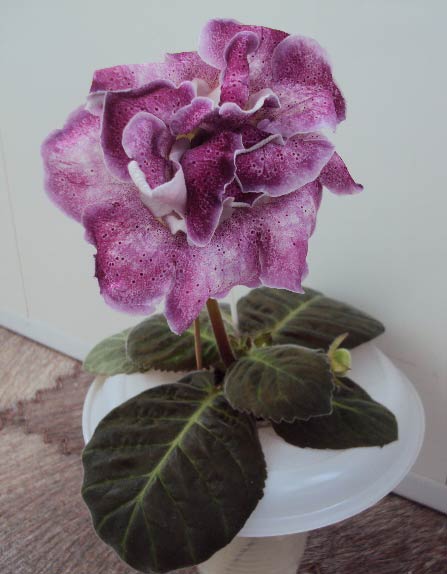 АО-Бритни, ноябрь 2012.JPG