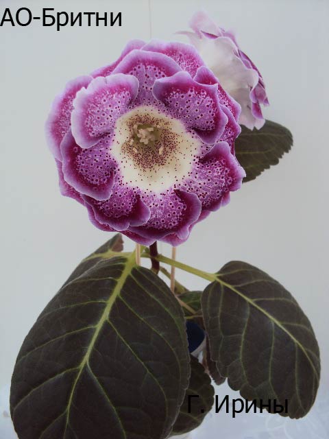 АО-Бритни, февраль 2014.JPG