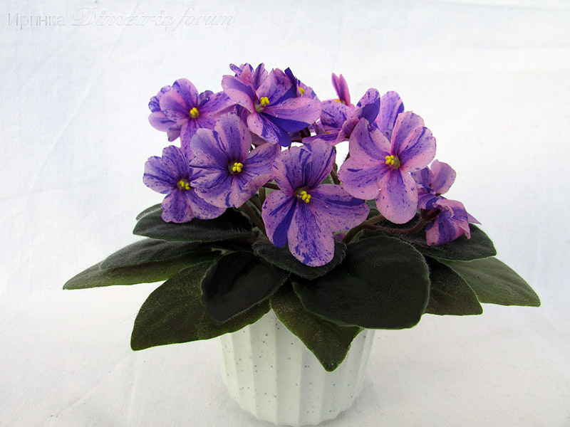 Балчуг Высокий Стиль.jpg