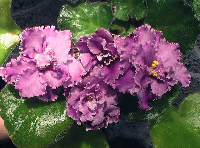 -Рижская сирень.jpg