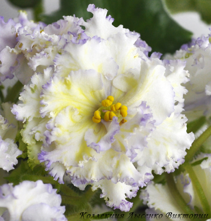 ЕК-Солнечный Мальчик...JPG