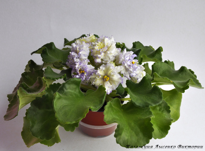 ЕК-Солнечный Мальчик..JPG