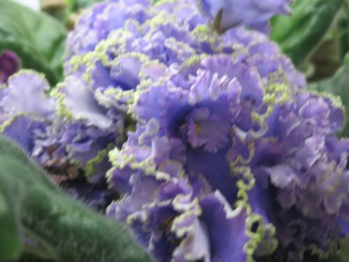 _Небесная Лазурь сп.jpg