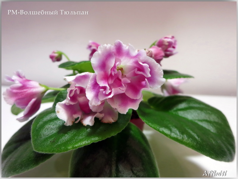 РМ-Волшебный Тюльпан (Скорнякова).jpg