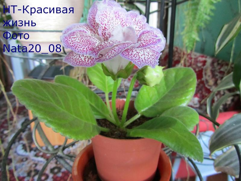 НТ-Красивая жизнь-розетка.JPG