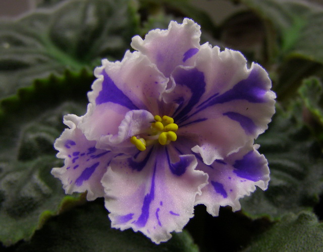 -Музыка Вивальди -химера.jpg