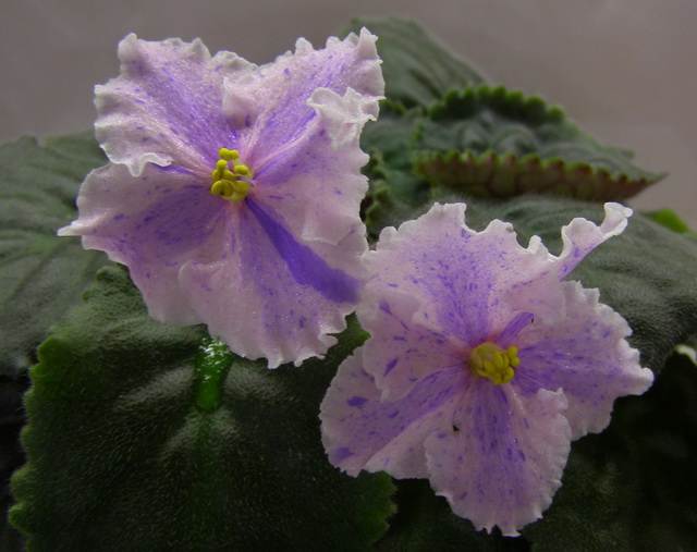 -Музыка Вивальди-химера.jpg