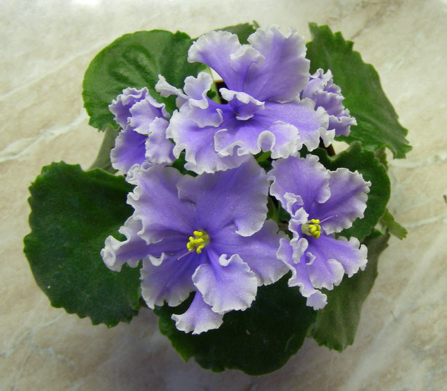 -Музыка Вивальди - спорт.jpg