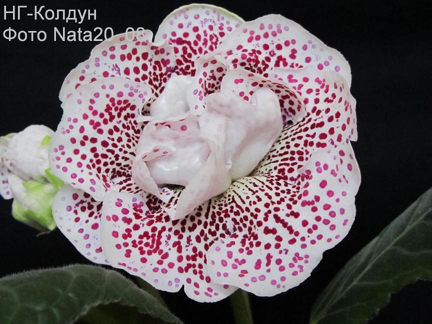 НГ-Колдун2+.JPG