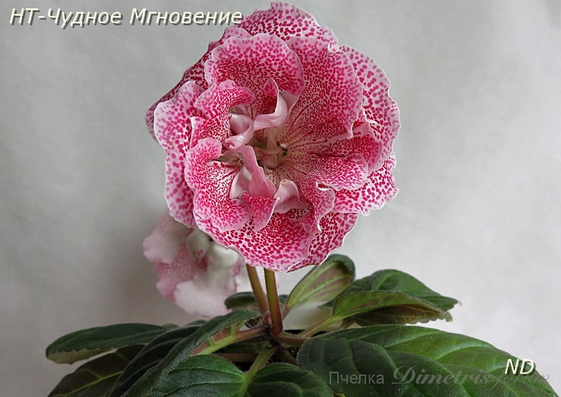 НТ-Чудное Мгновение1.JPG