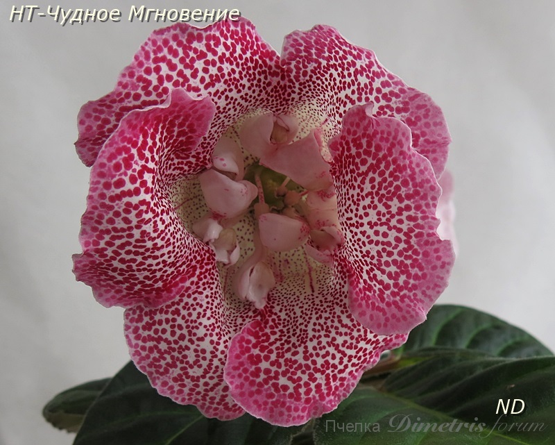 НТ-Чудное Мгновение2.JPG