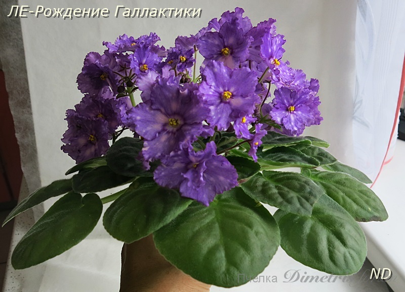 ЛЕ-Рождение Галлактики3.JPG