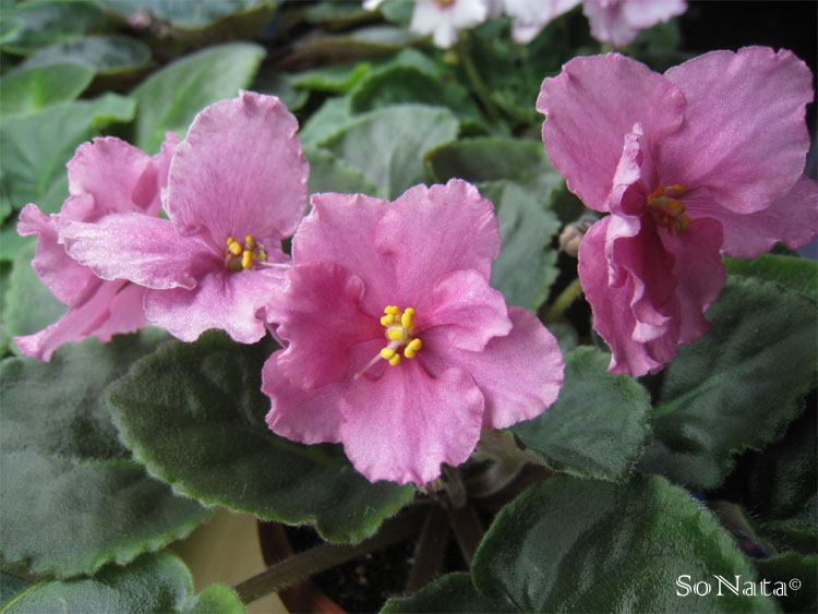 -Людмила 6.jpg