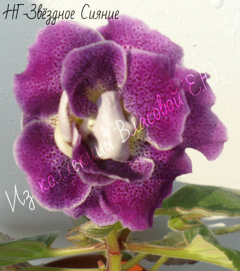 НГ-Звёздное Сияние.jpg