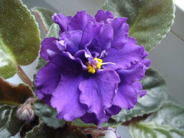 РС-Амадеус ум..JPG