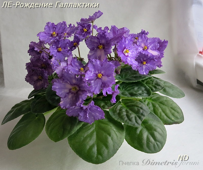 ЛЕ-Рождение Галлактики 1.JPG