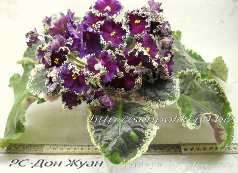 РС-Дон Жуан 3.jpg