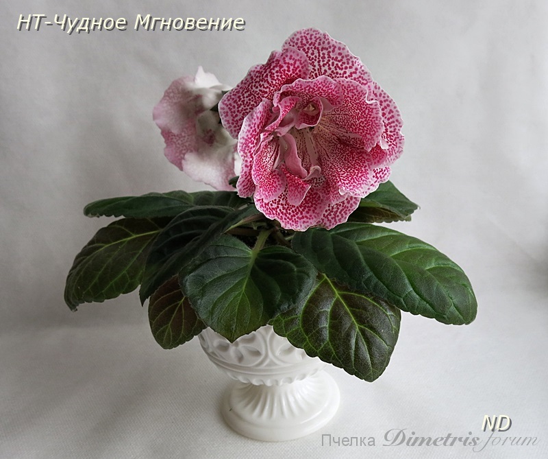 НТ-Чудное Мгновение.JPG