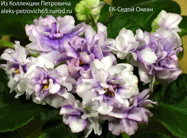 -Седой-Океан.jpg