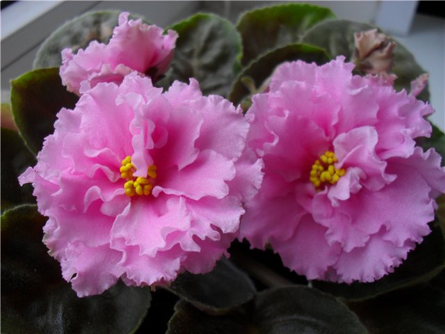 -Рождение любви .jpg