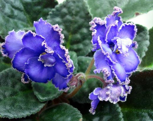 -Купидон Лысенко Людмила DSC09886-1.JPG