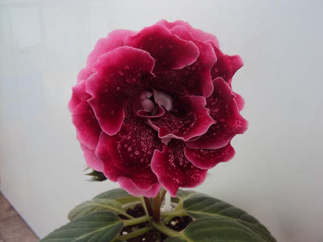 АО-Ягодный Взрыв цветок.jpg