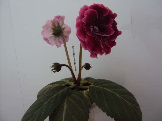 АО-Ягодный Взрыв профиль.jpg