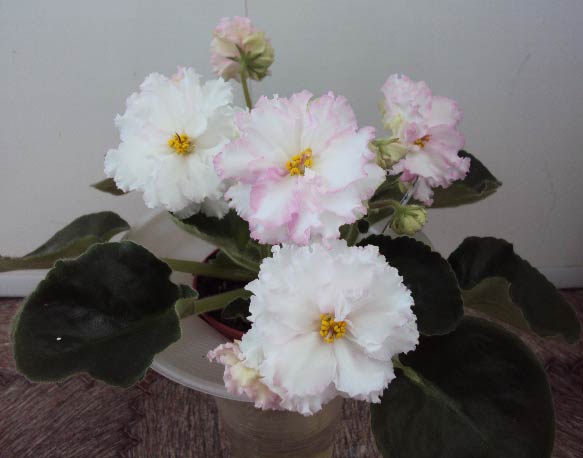 ЕК-Рождение Любви, ноябрь 2012.JPG