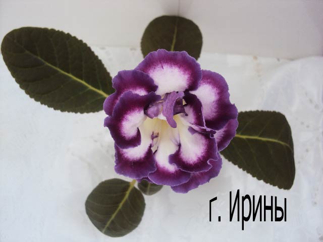 АО-Дикая Слива, февраль 2104.JPG