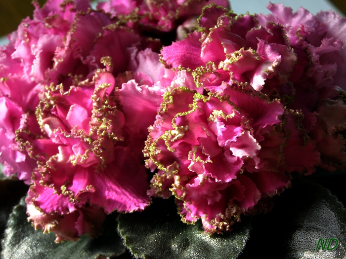 ЛЕ-Анджела Девис3.JPG