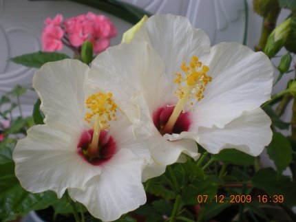  бордовой серединкой.jpg