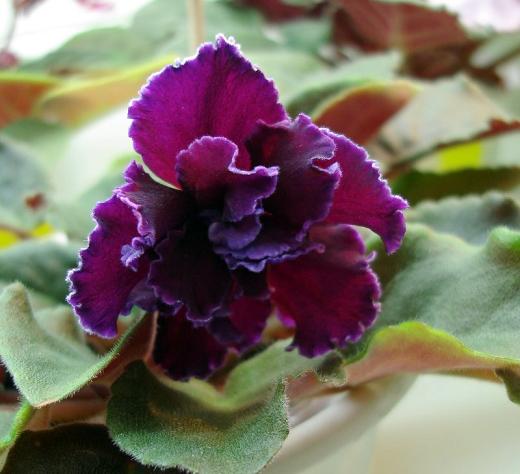  Чегодаева DSC09871-1.JPG