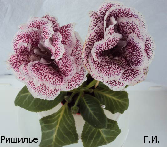 , два цветка июнь 2013.JPG