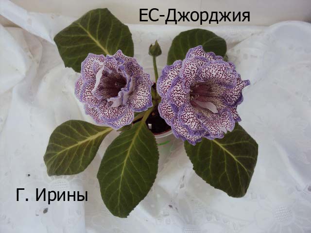 ЕС-Джорджия, 17.06.14.JPG