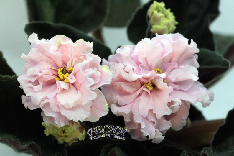 РС-Дездемона IMG_4402 (8) копия.jpg