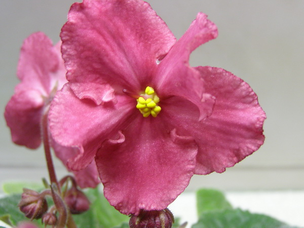 -Сердце Матери2.jpg