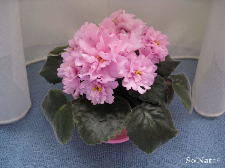 -Кудесница 2.jpg