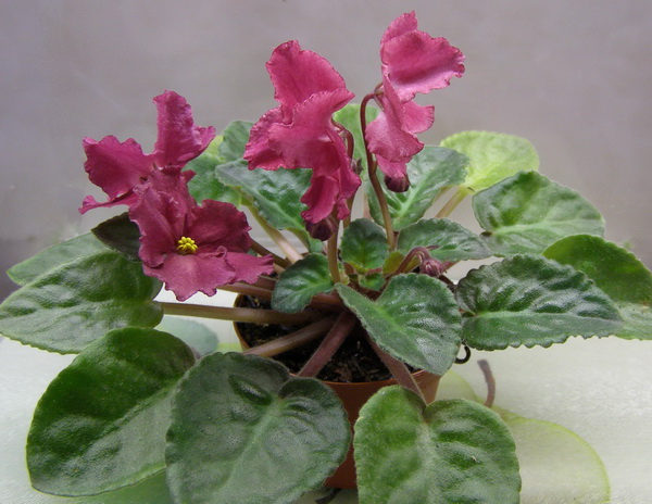 -Сердце Матери.jpg