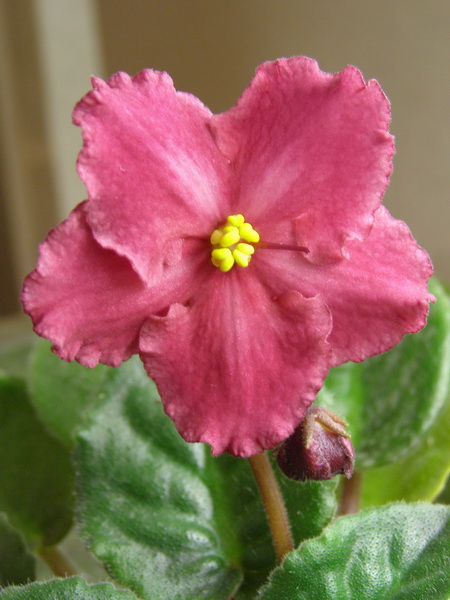 -Сердце Матери.jpg