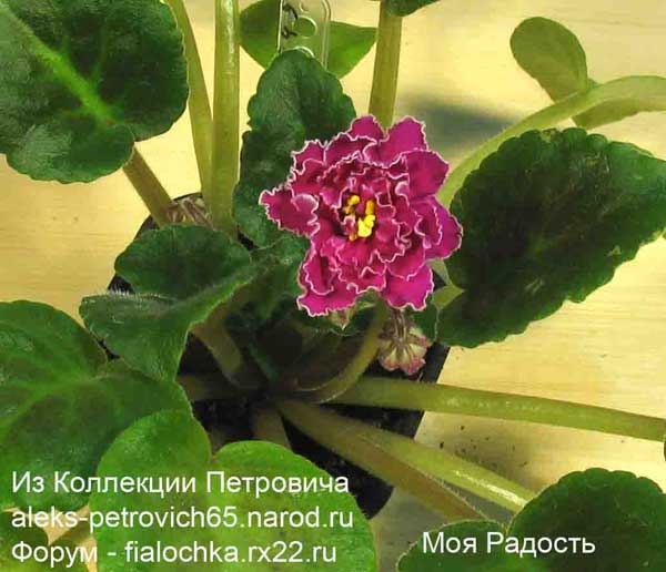 -Радость.jpg
