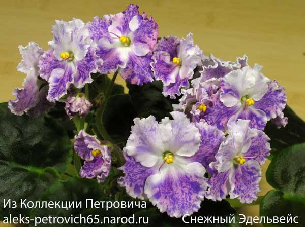 -Эдельвейс.jpg