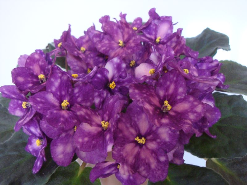 Копия DSC01648.JPG