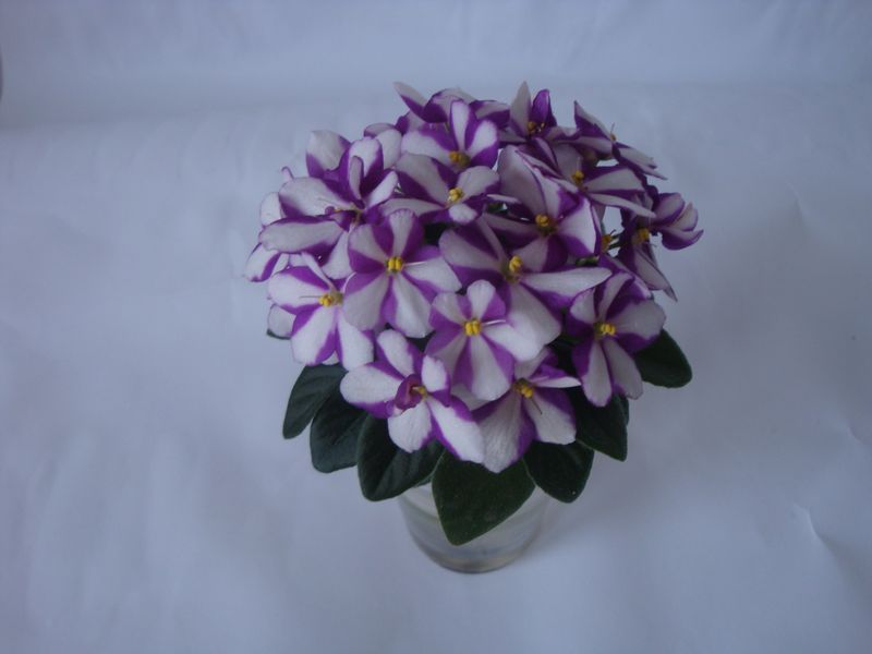 Копия DSC04911.JPG