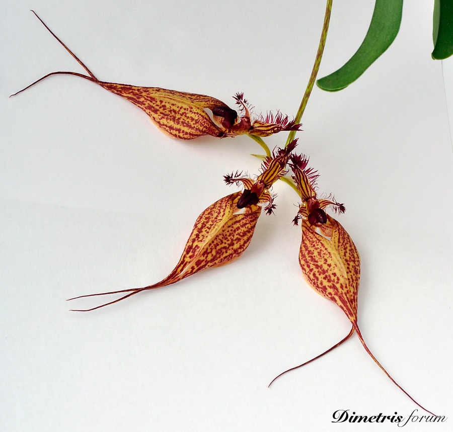 Орхидея Bulbophyllum ornatissimum