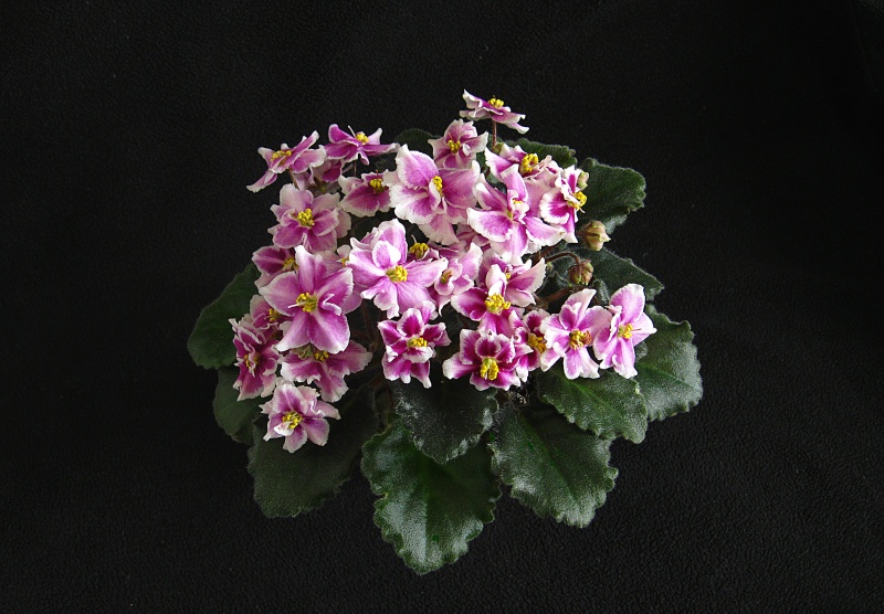 Копия IMG_5847.jpg